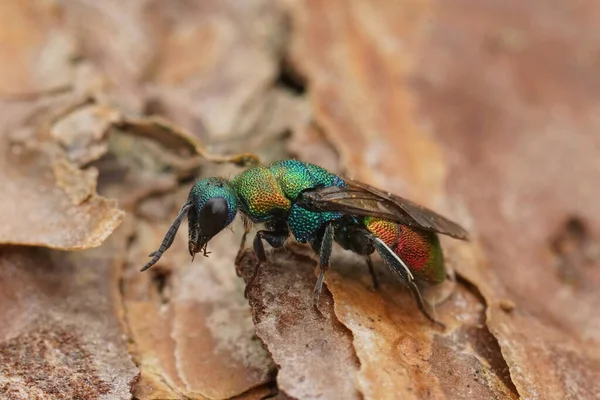 Closeup Green Metallic Jewel Cuckoo Wasp Hedychrium Rutilans Sitting Wood — Φωτογραφία Αρχείου