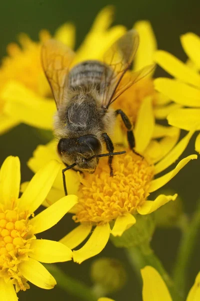 Closeup Worker Honeybee Apis Pellifera Sitting Yellow Senecio Jacobaea Flower — Fotografia de Stock