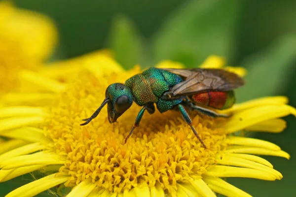 Closeup on a green metallic jewel cuckoo wasp, Hedychrium rutilans sitting on a yellow fleabane flower, Pulicaria dysenterica in the garden