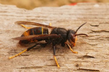 Detailed closeup on a worker Asian hornet , Vespa veluatina an invasive species and threat to the European honeybee cultures