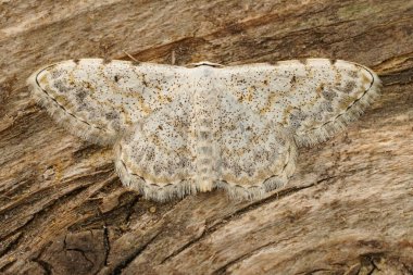 Detailed closeup on a Mediterranean lace border geometer moth, Scopula submutata with open wings