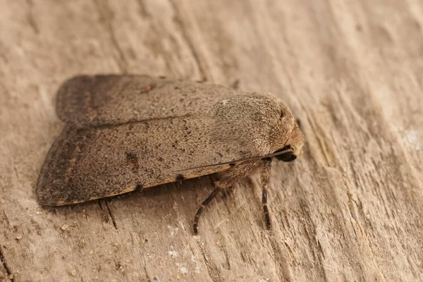 Detailed Closeup Pale Mottled Willow Moth Caradrina Clavipalpis Sitting Wood — Stockfoto