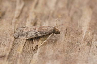 Detailed closeup on the small Tobacco Moth, Ephestia elutella, sitting on wood