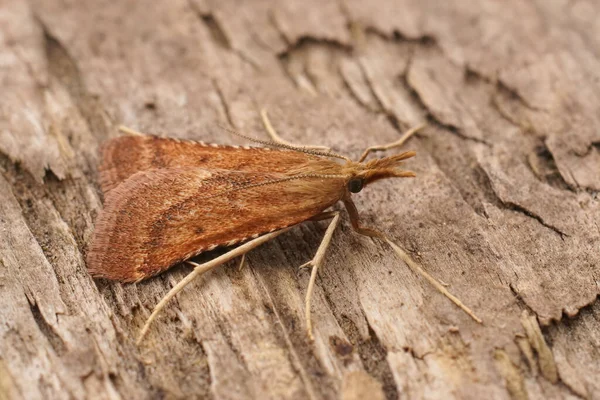 Detailed Closeup Brown Colroed Long Legged Tabby Moth Synaphe Punctalis — Foto Stock