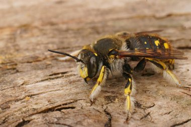 Detailed closeup on a colorful male yellow European woodcarder bee, Anthidium manicatum