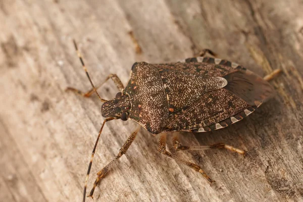 Detailed closeup on an adult brown mediterranean pentatomid shieldbug, Halyomorpha halys sitting on wood