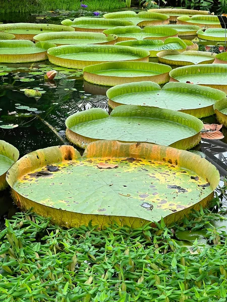 Vertical closeup on the tropical giant waterlily, Victoria cruziana with is huge floating green leafs in the water