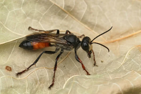 Detailed closeup on the red and black, European Golden Sand Wasp, Sphex funerarius sitting on a dried leaf