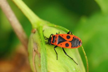 Closeup on a colorful Mediterranean red firebug , Pyrrhocoris apterus sitting on a green leaf