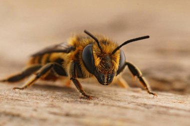 Detailed closeup on a brown hairy Mediterranean leafcutter bee, Megachile melanopyga sitting on wood