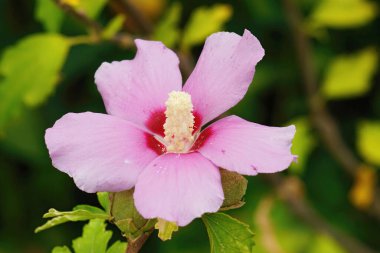 Closeup on a fresh emerged pink rose of Sharon flower, Hibiscus syriacus in the garden