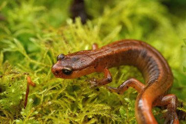 Closeup on the rare and endangered Van Dyk's salamander, Plethodon vandykei on green moss in Washington State