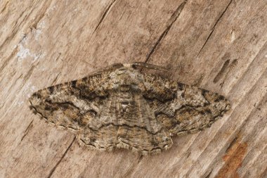 Detailed closeup on a Mediterranean geometer moth, Synopsia sociaria, with open wings on wood