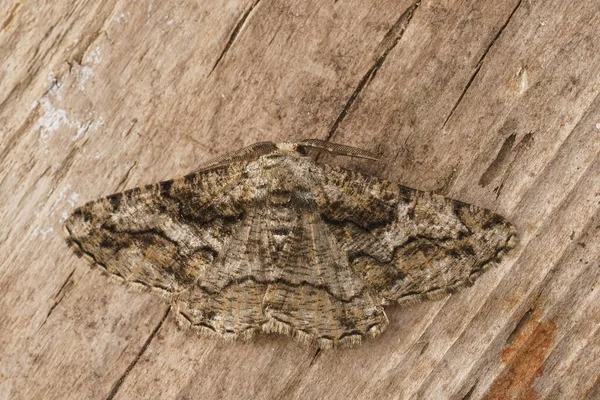 Detailed closeup on a Mediterranean geometer moth, Synopsia sociaria, with open wings on wood