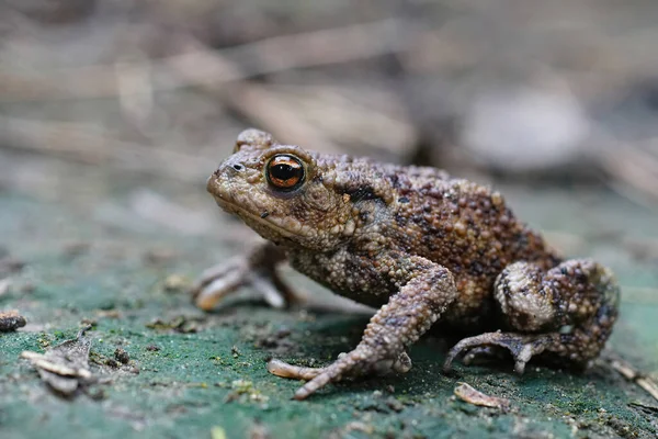 Detailed Closeup Adult Common European Toad Bufo Bufo Sitting Ground — стокове фото
