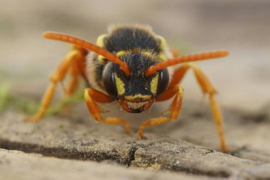 Facial close up view of somewhat threatening Goodens Nomad bee , Nomada goodeniana, a wasp mimic cleptoparasite bee