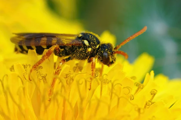 Closeup Female Goodens Nomad Bee Nomada Goodeniana Sitting Yellow Dandelion — Stockfoto