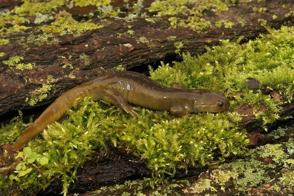 Closeup Adult Critically Endangered Japanese Oita Salamander Hynobius Dunni Sitting — Photo
