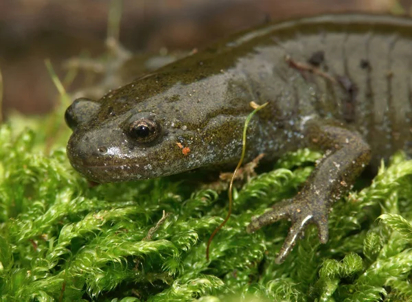 Closeup Adult Critically Endangered Japanese Oita Salamander Hynobius Dunni Sitting — Fotografia de Stock