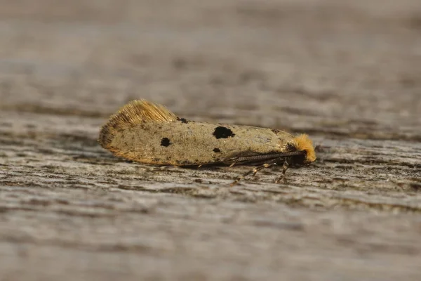 Detailed Closeup Small Yellow Micro Tineoid Moth Tinea Trinotella Sitting — Stock Photo, Image