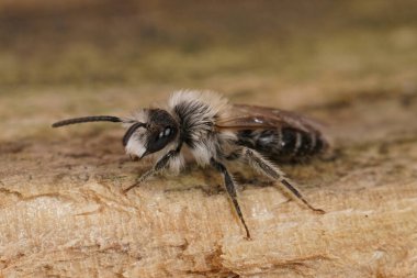 Kum havzası arısı Andrena Barbilabris 'in küçük beyaz erkeğine yaklaş.