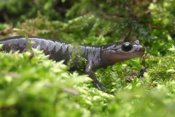 Primer Plano Detallado Una Salamandra Hokkaido Sub Adulta Hynobius Retardatus —  Fotos de Stock