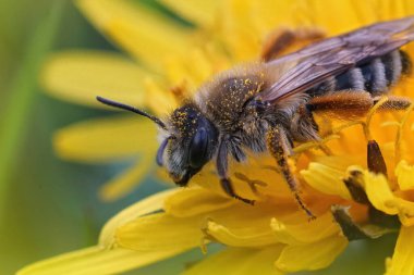 Nadiren rastlanan Banded Mining-bee 'nin tüylü dişisi Andrena Gravida, sarı bir karahindiba çiçeğinin üzerinde oturuyor.