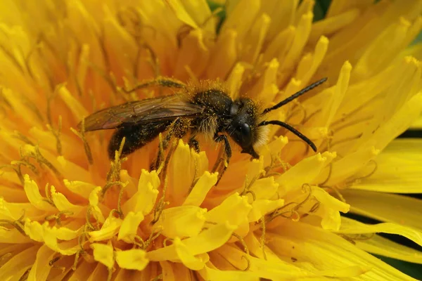 Κοντινό Πλάνο Μια Αρσενική Μέλισσα Εξόρυξης Μικρής Αγρανάπαυσης Andrea Praecox — Φωτογραφία Αρχείου