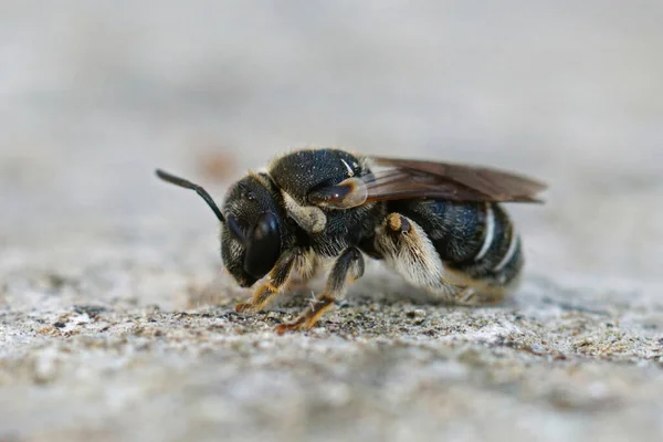 Detaillierte Nahaufnahme Der Medtierranean Common Epaulette Nomia Solitary Biene Pseudapis — Stockfoto