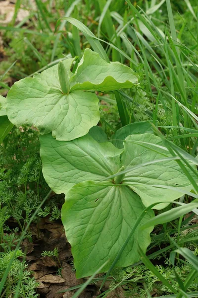 Closeup Vertical Wakerobin Branco Gigante Folhagem Trilium Doce Trillium Albidum — Fotografia de Stock