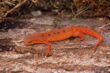 Tüm vücut kırmızı renkli bir sahneyi terk etti. Kırmızı benekli semender. Notophthalmus viridescens tahtada oturuyor.