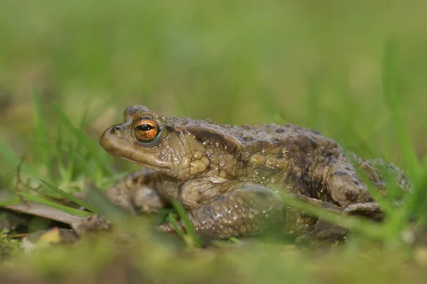유럽에서 수있는 두꺼비를 배경으로 배경을 배경으로 정원에 — 스톡 사진