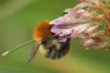 Kabarık tüylü Avrupalı kahverengi bantlı yaban arısı, Bombus Pascuorum pembe yonca çiçeğine yakın çekim