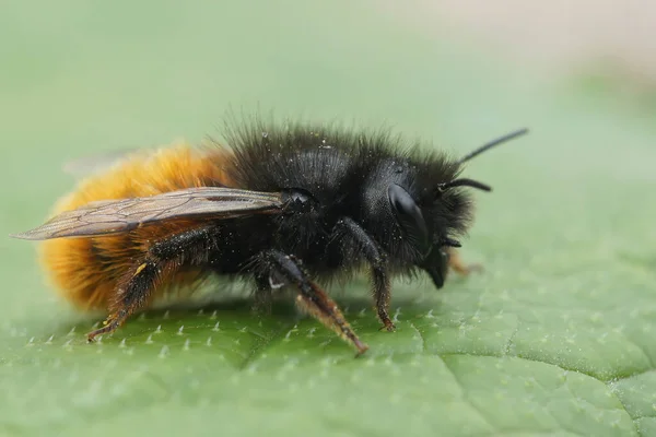 Nahaufnahme Einer Flauschigen Rot Schwarzen Weiblichen Maurerbiene Aus Europäischen Obstwiesen — Stockfoto