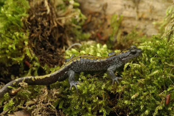 Detaljerad Helkroppsnära Närbild Pacific Westcoast Longtoed Salamander Ambystoma Macrodactylum Grön — Stockfoto