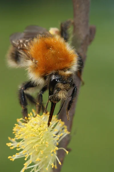 Vertical Closeup European Common Brown Banded Bumblebee Bombus Pascuorum Eating — Stock Photo, Image