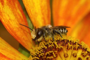 Bahçedeki turuncu bir Helenyum çiçeğinin üzerindeki Megachile centuncularis adında yama işlemeli erkek bir arıya yakından bakın.