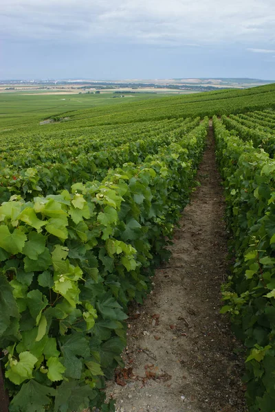 Fransa 'nın Şampanya Bölgesi' ndeki bir üzüm bağında yetişen yeşil sarmaşıkların dikey görüntüsü