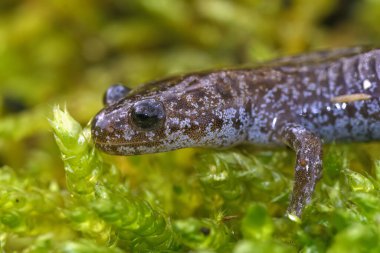 Japonya 'ya özgü Hynobius lichenatus adında parlak mavi, genç bir kuzeydoğu semenderi sadece yeşil yosunların üzerinde oturuyor.