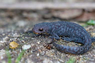 Genç bir alp semenderi, Ichthyosaura alpestris alpestris.