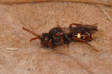 Küçük renkli kırmızı bir arı üzerinde yakın çekim Ayı pençeli göçebe arı, Nomada albuguttata kurumuş bir yaprağın üzerinde oturuyor