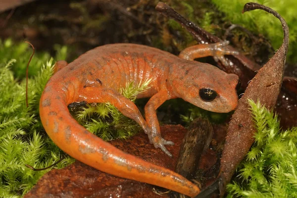 Closeup Colorful Red Ensatina Eschscholtzii Salamander Intermediate Form Occuring North — Stockfoto