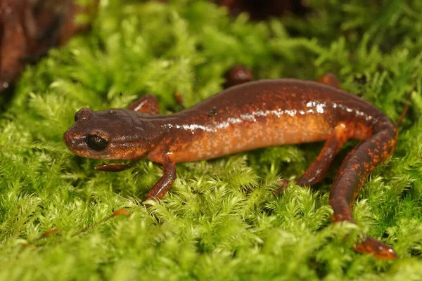 Närbild Färgglad Röd Ensatina Eschscholtzii Salamander Mellanform Från Norra Kalifornien — Stockfoto