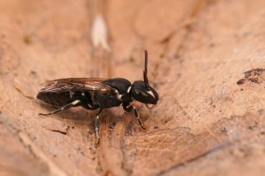 Hylaeus Communis adındaki küçük siyah sarı arı hakkında detaylı bilgi.