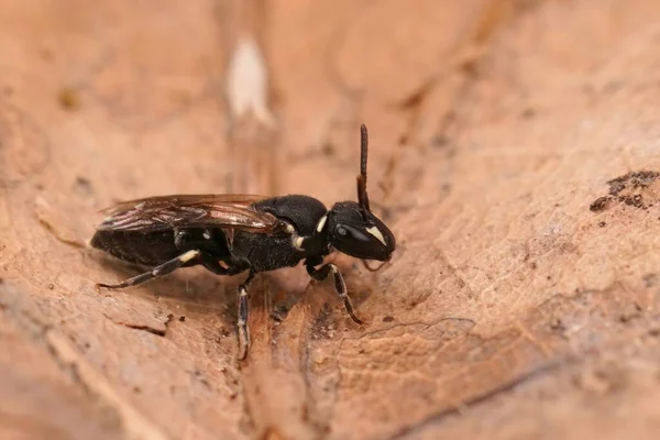 在一只黑色小黄斑蜜蜂的详细特写 Hylaeus Communis — 图库照片