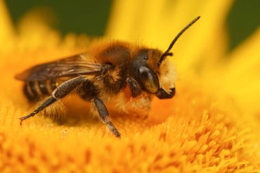 Willughby 'nin yapraklı erkek arısı Megachile Willughbiella' nın bahçesinde sarı bir Inula çiçeğinin üzerinde otururken