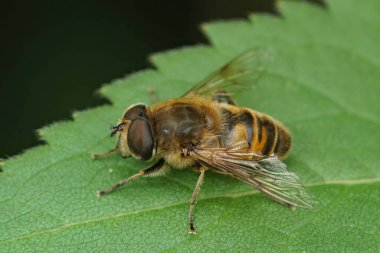 Yaygın bir dron sineğine yakın çekim, Eristalis tenax bahçede yeşil bir yaprağın üzerinde oturuyor.