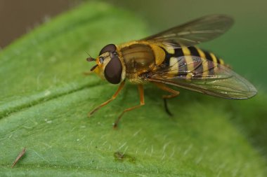 Yeşil bir yaprağın üzerinde oturan yaygın kanatlı uçan Syrphus ribesii 'ye yakın plan.