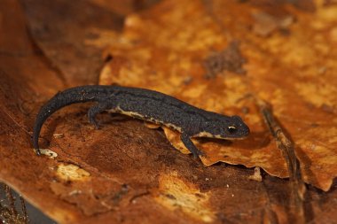 Endonegred İberian semenderi Lissotriton boscai 'nin karasal bir yavrusu hakkında detaylı bilgi.