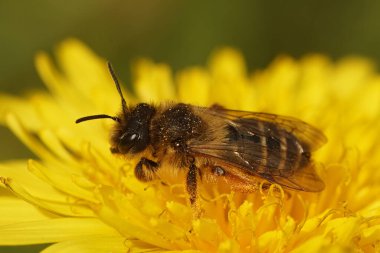 Dişi sarı bacaklı maden arısı, Andrena Flavipes sarı karahindiba çiçeğinde oturuyor, Taraxacum officinale